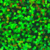Hologram_Green